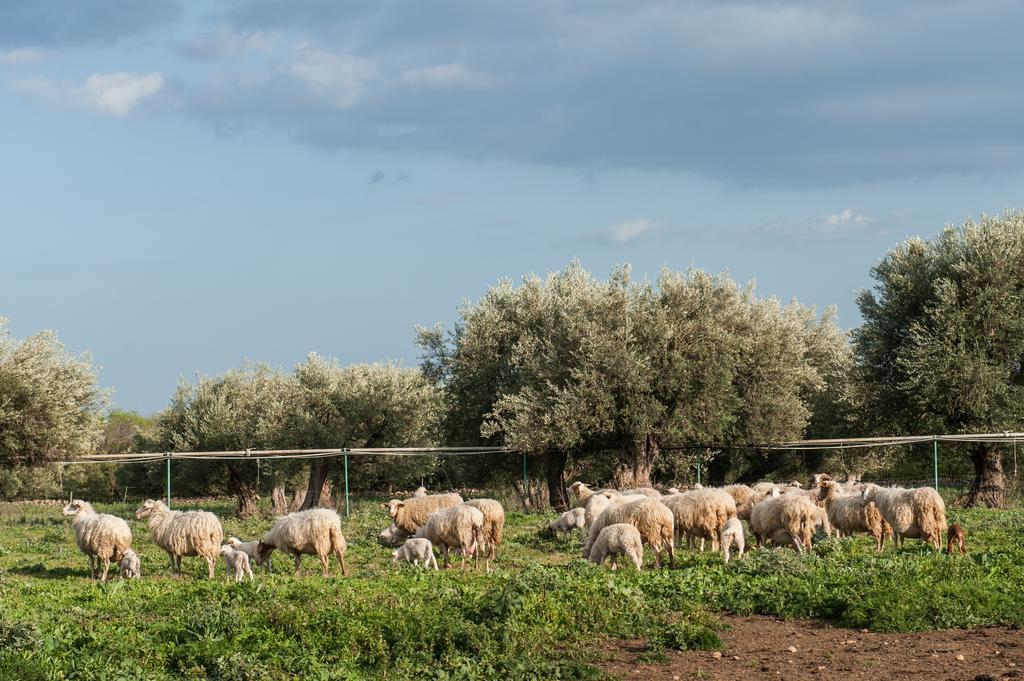 Vila Il Vecchio Frantoio Augusta Exteriér fotografie